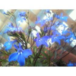 テラスの青い花